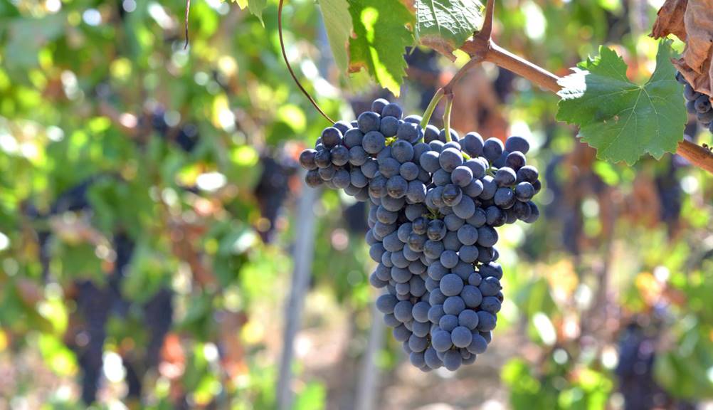 Vinhos da Toscana - Uvas