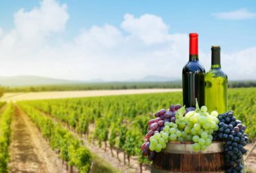 Vinhos da Toscana - toda a Tradição do Vinho Italiano