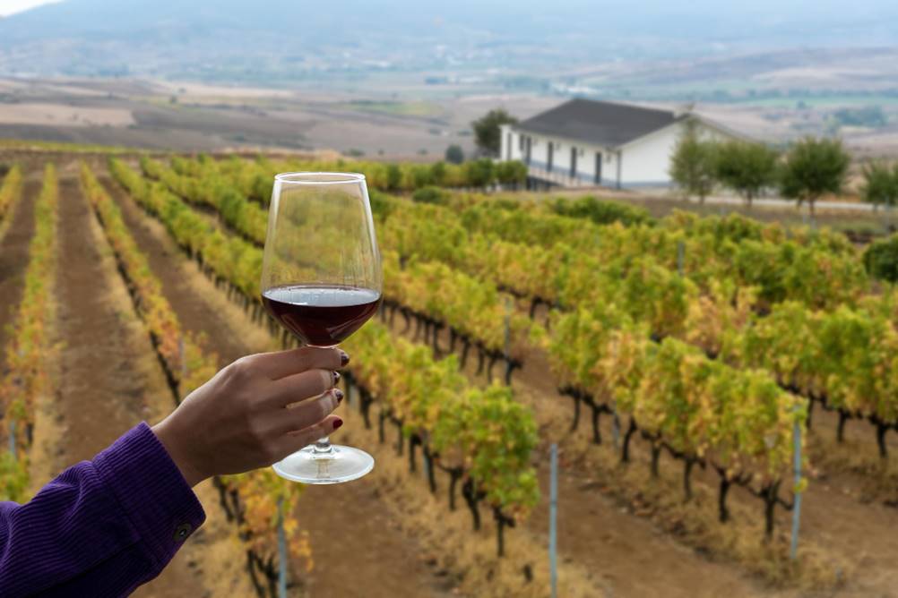 América do Sul - A força dos vinhos latinos