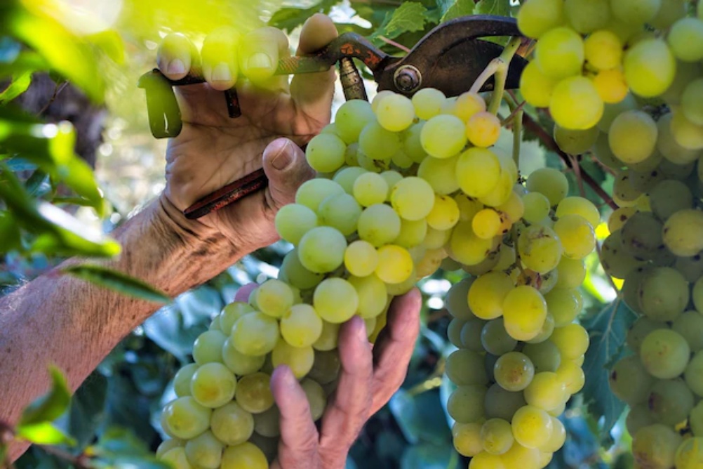 vinhos biológicos