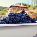 Uva Bordô: origem, tipos, características, melhores vinhos!