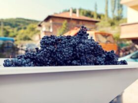 Uva Bordô: origem, tipos, características, melhores vinhos!