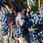 Uva Merlot: origem, tipos, melhores vinhos e harmonização!