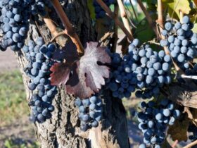 Uva Merlot: origem, tipos, melhores vinhos e harmonização!