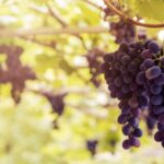 Uvas viníferas vs. uvas de mesa: Entenda as diferenças!