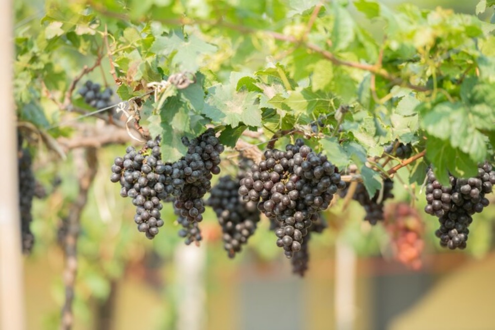 Características das uvas de mesa - uvas viníferas