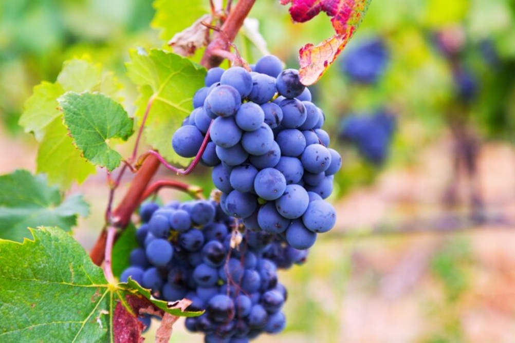 Características uva de mesa - parte 2 Uvas viníferas