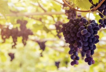 Uvas viníferas vs. uvas de mesa: Entenda as diferenças!