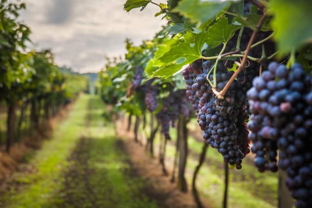 Uva Zinfandel: saiba tudo sobre a joia da Califórnia